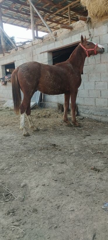 продажа щенков немецкой овчарки с документами в бишкеке: Сатам | Тай | Дончак | Ат спорту — 3