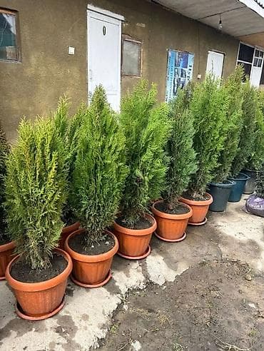саженцы огурцов: Саженцы деревьев: Туи, Самовывоз — 7