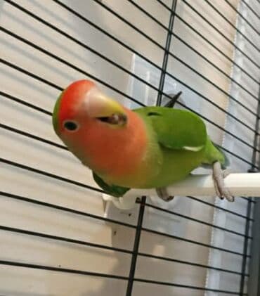 сколько стоит британская золотая шиншилла: Попугай неразлучник . Девочка. 1800 сом — 2