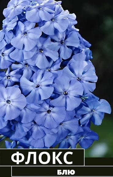 растение цветы: Саженцы — 3