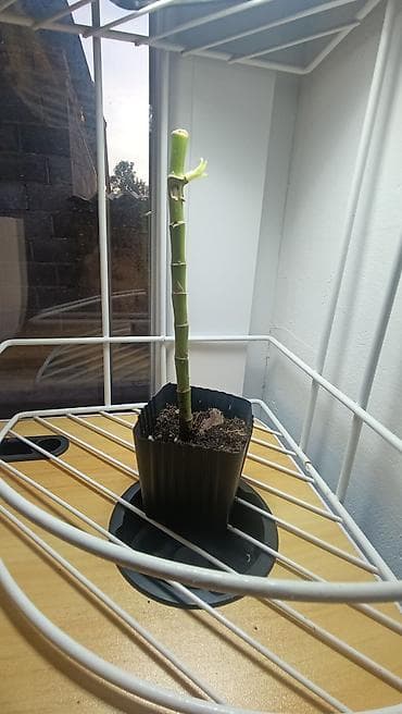 фикус для офиса: Набор комнатных растений в горшках: каменная роза 100 сом. бамбук — 2