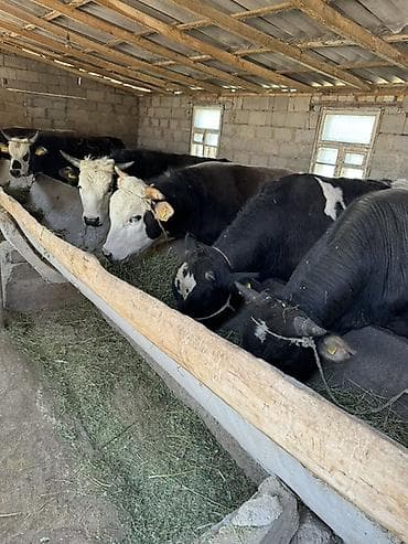 бельгийский бык цена: Продаю | Бык (самец) | На откорм, На забой | Привязанные — 9