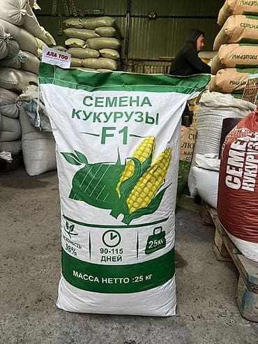 Эң сапаттуу жүгөрү уругу — Ала-Тоо F1! 📍 Силоско да, данга да кетет. 📍