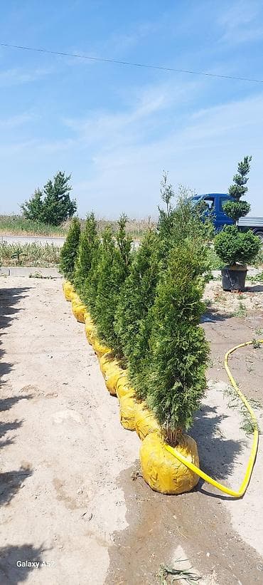 миртовое дерево: Саженцы деревьев: Туи, Платная доставка — 5