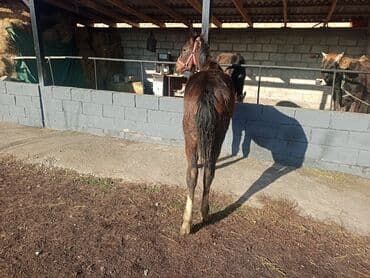 продажа щенков немецкой овчарки в бишкеке с документами: Продаю | Жеребенок | Кара Жорго | Для разведения | Племенные — 5