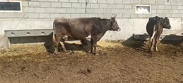 куплю корову на мясо: Продаю | Корова (самка) | Полукровка | Для молока | Привязанные — 7