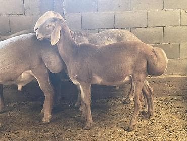 стрижка авец: Продаю | Баран (самец) | Арашан | Для разведения — 2