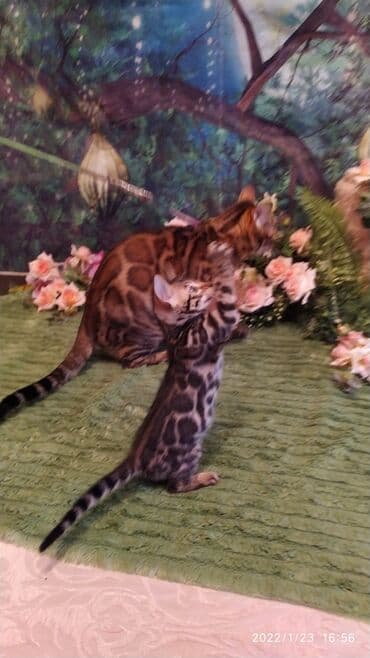 куда можно отдать собаку в бишкеке: Бенгальская, 2 месяца, Девочка — 3