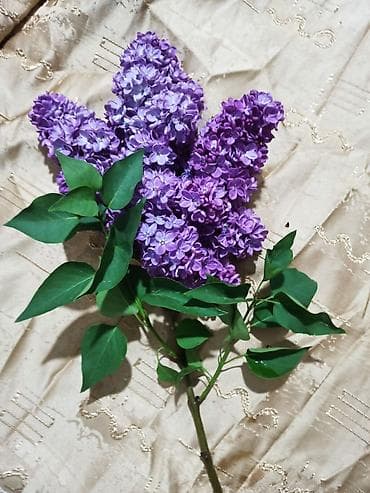 каркаде цена за кг: Сирень — душистые пышные сезонные букеты без упаковки. Веточка 50сом — 3