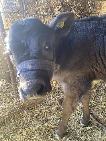 Ветеринар кызматы: Сатам | Музоо | Бордоп семиртүү үчүн — 2