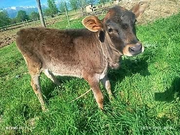 охотничая собака: Продаю | Тёлка | Полукровка | На откорм | Привязанные — 1