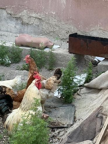 Животные: Продаю | Куры | Домашняя | Для разведения — 4