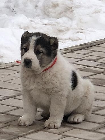 беременная кошка: Алабай, 2 месяца, Самка, С прививкой — 1