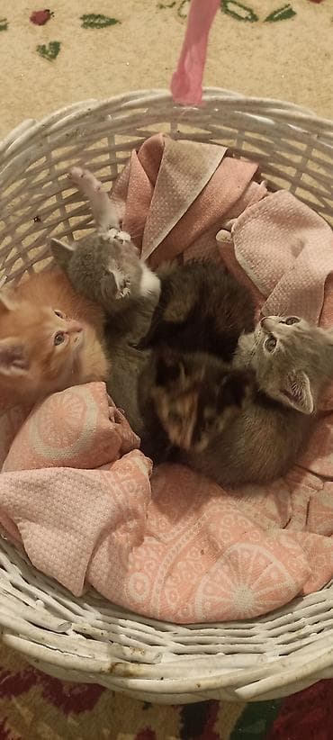 коша: Русская голубая, 2 месяца, Мальчик, Проглистована — 3