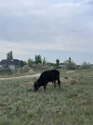 бультерьер щенки: Продаю | Корова (самка), Бык (самец), Тёлка | Для разведения — 4