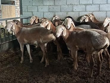 животные баран: Продаю | Ягненок | Гиссарская | Для разведения — 5