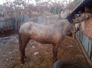 стаффордширский терьер купить: Сатылат Семиз бышты — 4