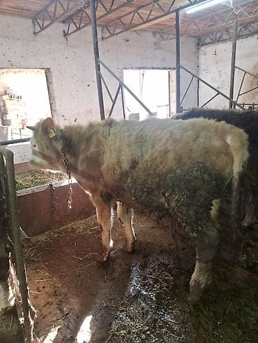 высокодойная корова: Продаю | Бык (самец), Тёлка | Полукровка, Швицкая, Бельгийская | На откорм, Для разведения, Для молока | Племенные, Искусственник, Привязанные — 6