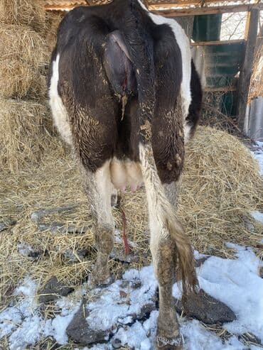 тай бишкек: Сатам | Уй (ургаачы), Бука (эркек), Кунаажын — 4