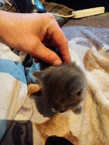 Котята от домашней кошки - Помёт из нескольких малышей: трёхцветная at lalafo.kg Котята от домашней кошки - Помёт из нескольких малышей: трёхцветная
