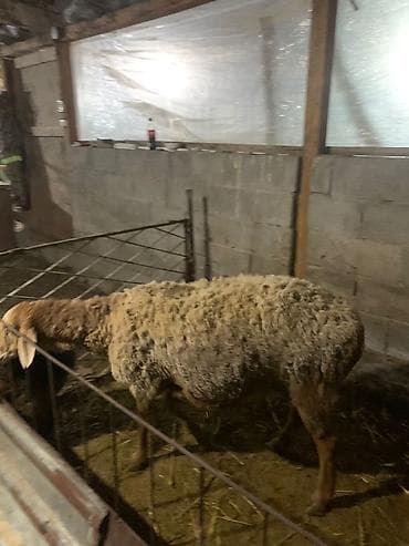кой: Продаю | Овца (самка) | Арашан — 3