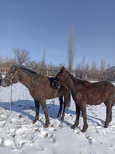 Продаю | Кобыла (самка)