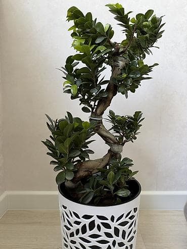 Бөлмө өсүмдүктөрү: Комнатное дерево в стиле бонсай — фикус Микрокарпа (Ginseng) - — 1