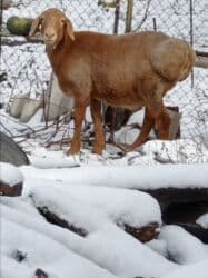 продажа щенков немецкой овчарки в бишкеке с документами: Продаю | Ягненок | Гиссарская, Эдильбаевская | На забой | Кастрированные — 10