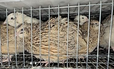 Азык-түлүктөр: Перепелята суточные из инкубатора Бөдөнө жөжө - Порода: феникс — 4