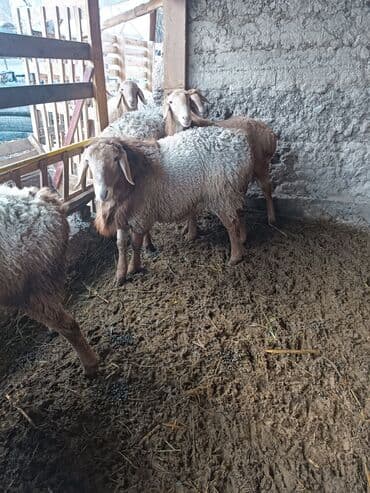 номер приюта для животных бишкек: Продаю | Овца (самка) | Для разведения | Матка — 4