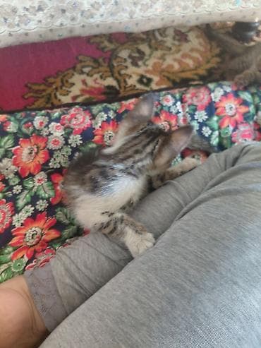 вязка кот: Котята, домашние, ласковые и игривые Описание: - Окрас: тигровые — 1