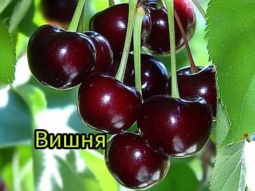 кызыл алма: Саженцы плодовых культур (разные сорта) оптом и в розницу. Успейте — 8