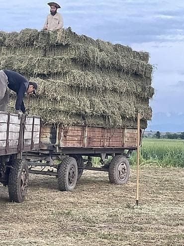 корм для лошадей купить: Клевер в тюках Находиься в кара-балте запресованные и загружены в — 4