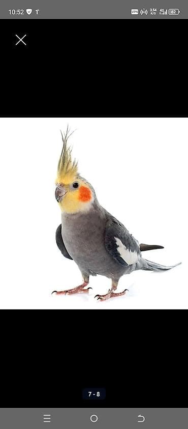 жаны асый: Волнистые попугаи и корелла - Волнистые попугаи классических и редких — 2