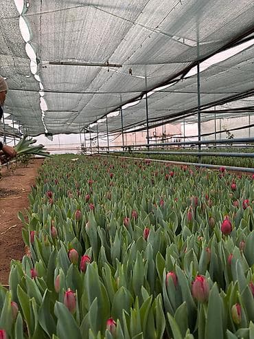 оптом овощи и фрукты: Тюльпаны тепличного выращивания — срезка и срезочные бутоны - — 5