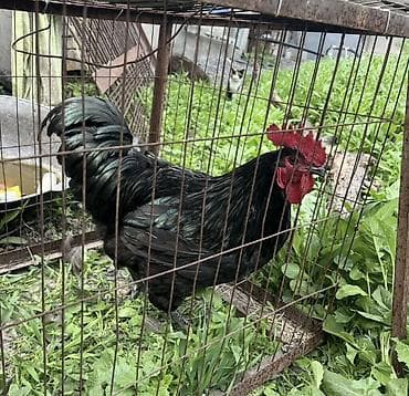 кой рамановский: Продаю | Петух | Для разведения — 1