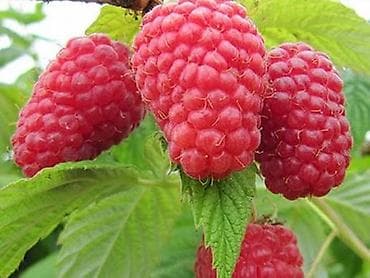 Малина Полана Штук по:30-35Рост-2метр