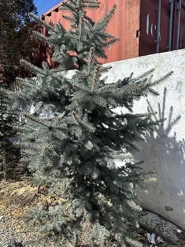 snap on: Ель голубая — декоративные взрослые саженцы. Характеристики: - Высота — 3