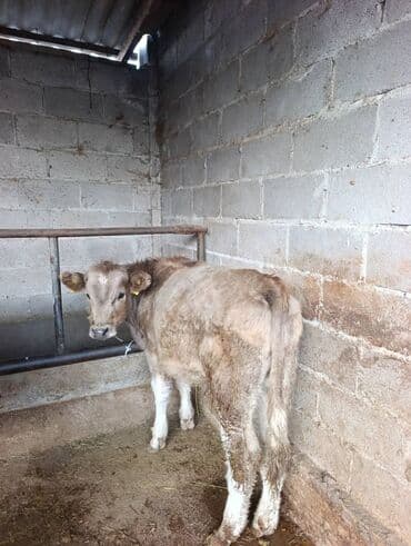 сколько стоит корова дойная: Продаю | Бык (самец) | Аулиекольская — 1