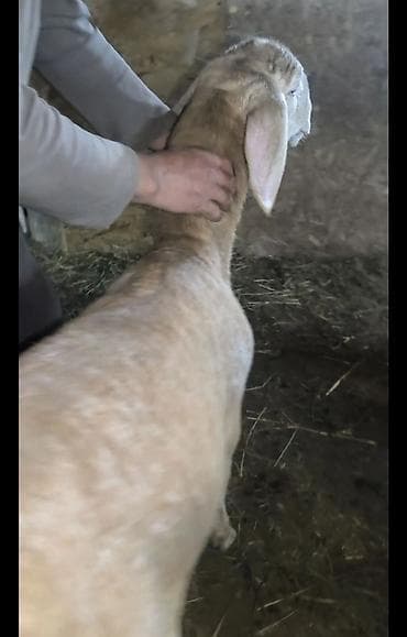 сокол птица цена: Продаю | Ягненок | Для разведения | Племенные — 3