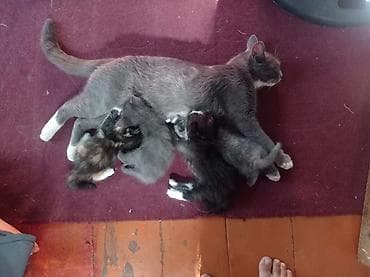 Очаровательные котята от домашней кошки - Помёт из нескольких — 2