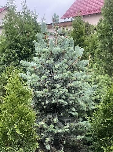 купить самшит: Все виды хвойных растений🌲 •Голубые, зелёные, тянь-шаньские ели •Туи — 1