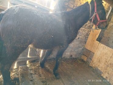 лошад пони: Продаю | Жеребенок | Рабочий — 3