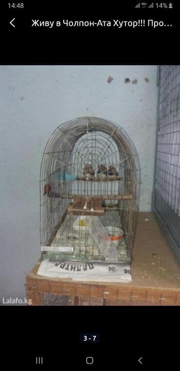 дома на продажу в бишкеке: Чолпон-Ата Хутор! Продаю волнистых попугаев, корм — 5