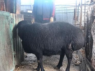 романовский: Продаю | Овца (самка) | Гиссарская | Для разведения | Матка — 5