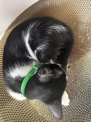 кошеи: Кошка даром: Беспородная, 3 месяца, Девочка, Приучена к лотку — 4