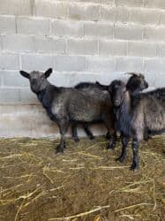 декоротивные куры: Продаю | Коза (самка) | Полукровка | Для разведения — 4