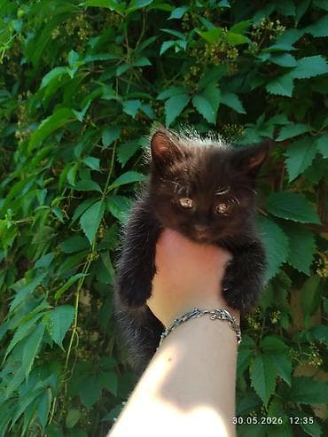 сиамская кошка даром: Отдам даром в хорошие руки. Котята, помёт разной окраски: - Чёрный — 1