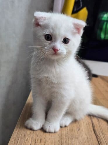 продаю тюк: Продаются котята шотланской породы — 7