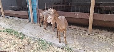Продаю | Овца (самка), Ягненок, Баран (самец) | Гиссарская, Полукровка, Долан | Для разведения | Племенные